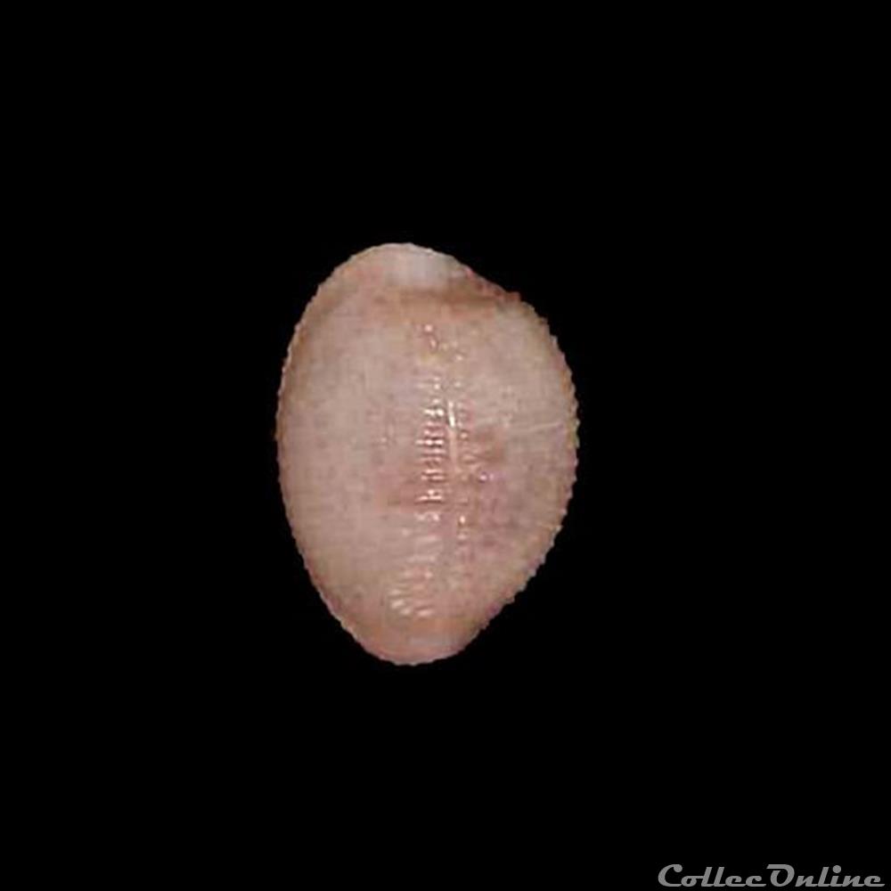 coquillages fossiles gastropoda triviidae niveria suffusa gray 1827