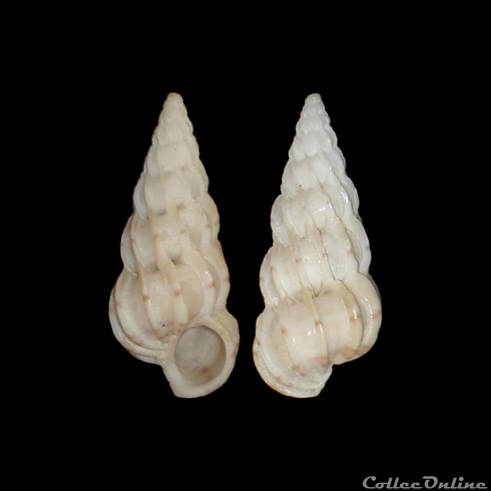 Epitoniidae - Gyroscala commutata (Monterosato, 1877) coquillages fossiles gastropoda epitoniidae gyroscala commutata monterosato 1877