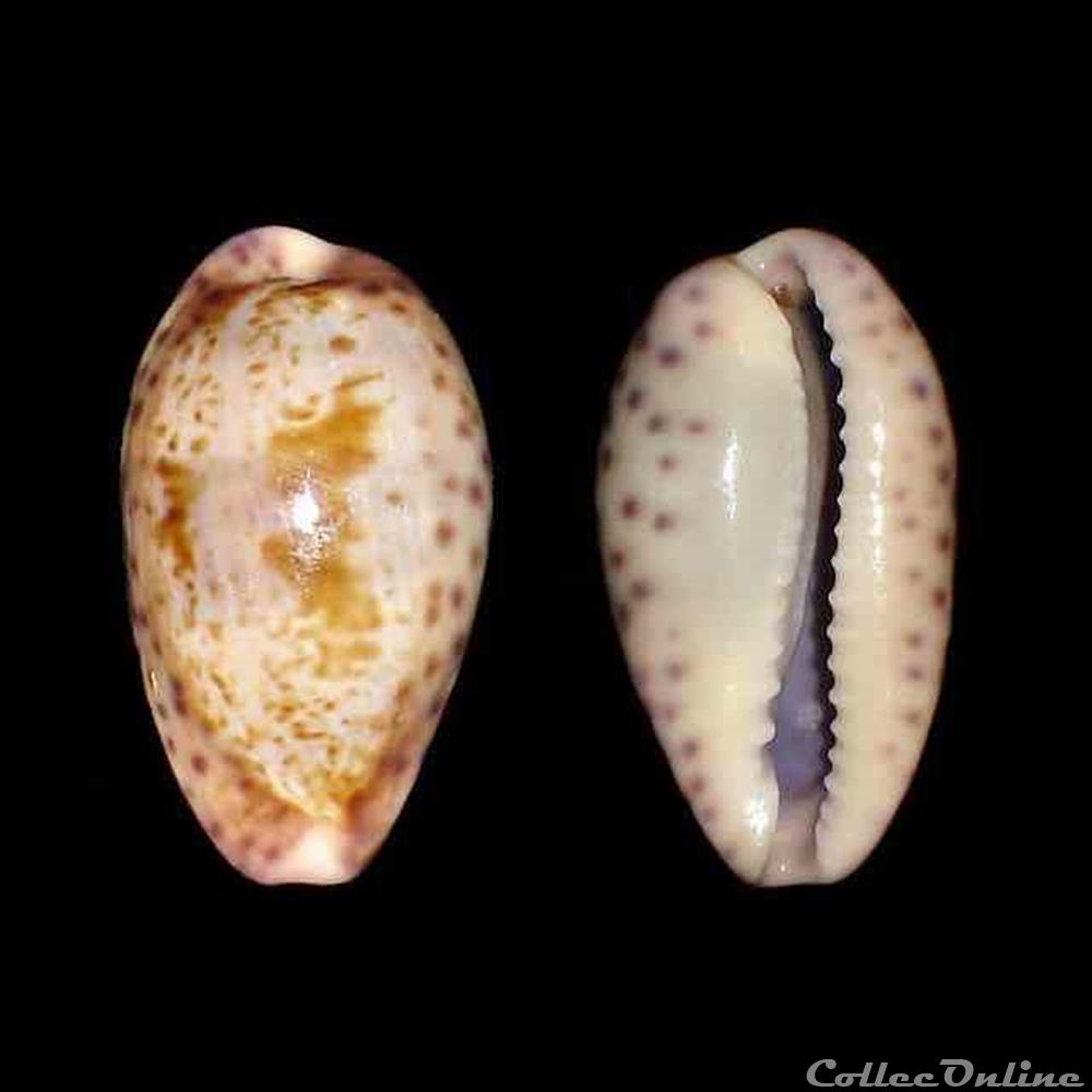 Cypraeidae - Zonaria sanguinolenta (Gmelin, 1791) coquillages fossiles gastropoda cypraeidae zonaria sanguinolenta gmelin 1791