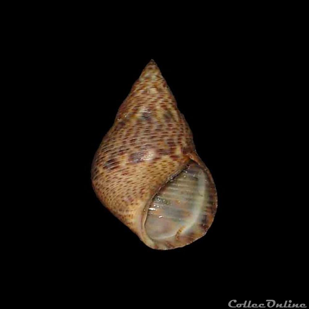 Littorinidae - Littoraria angulifera (Lamarck, 1822) coquillages fossiles gastropoda littorinidae littoraria angulifera lamarck 1822