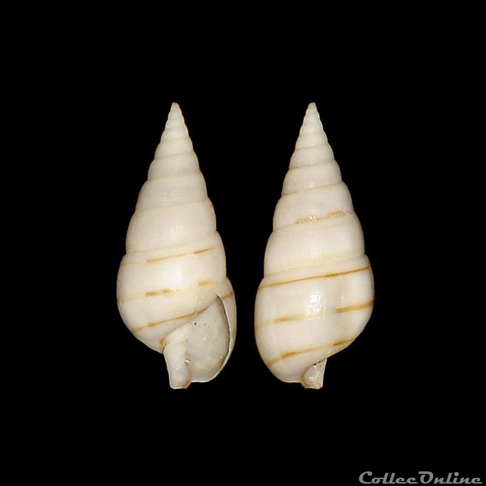 coquillages fossiles gastropoda pyramidellidae pyramidella dolabrata linne 1758