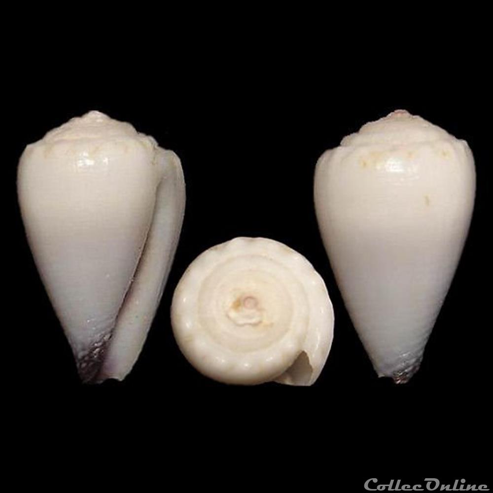 Harmoniconus nanus (Sowerby II, 1833) coquillages fossiles gastropoda harmoniconus nanus sowerby ii 1833