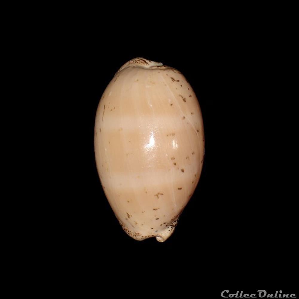 Cypraeidae - Luria cinerea (Gmelin, 1791) coquillages fossiles gastropoda cypraeidae luria cinerea gmelin 1791