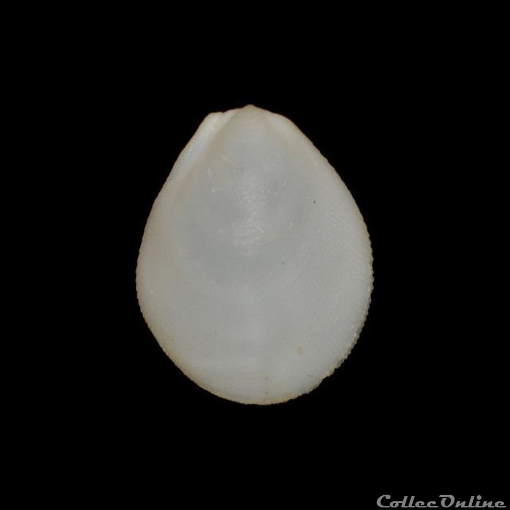 coquillages fossiles bivalvia limidae ctenoides scaber born 1778