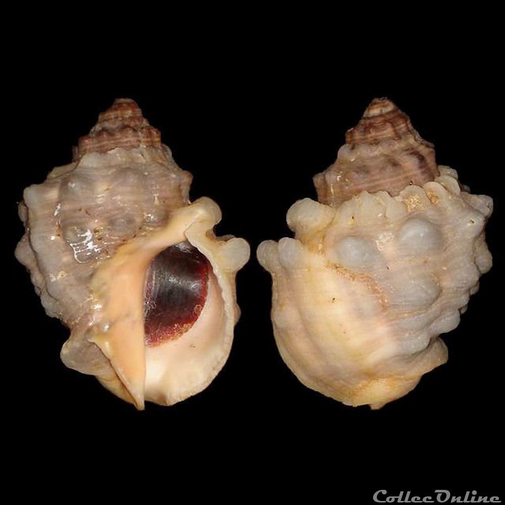 coquillages fossiles gastropoda muricidae thaisella callifera lamarck 1822