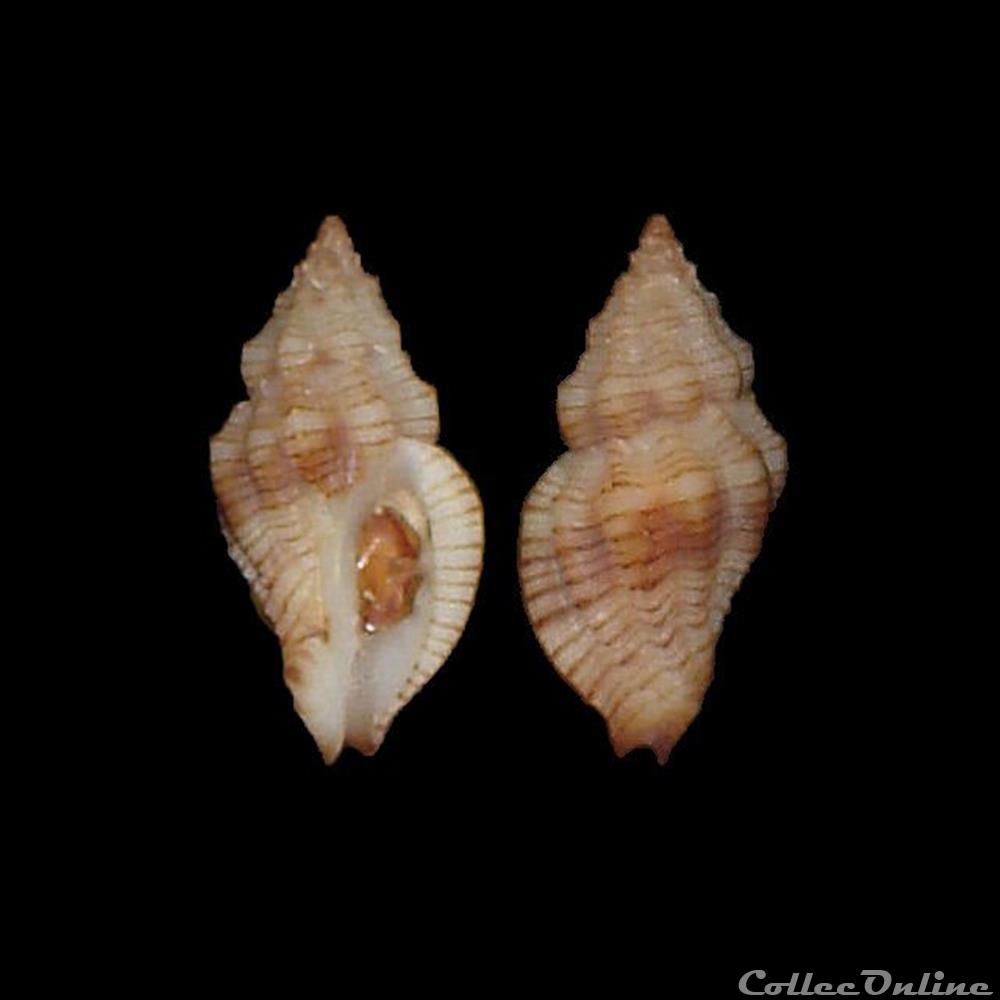 coquillages fossiles gastropoda muricidae cytharomorula grayi dall 1889