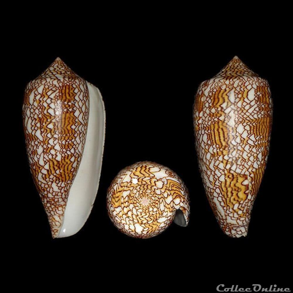 coquillages fossiles gastropoda cylinder textile linne 1758
