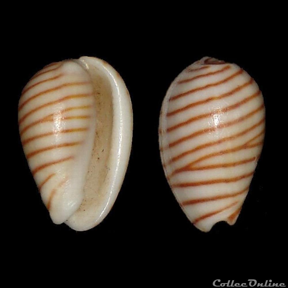 Cystiscidae - Persicula cingulata (Dillwyn, 1834) coquillages fossiles gastropoda cystiscidae persicula cingulata dillwyn 1834