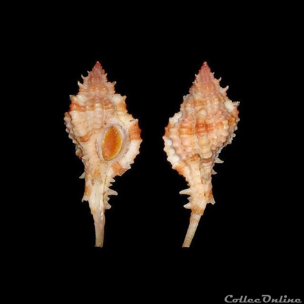 Muricidae - Siratus consuela (Verrill, 1950) coquillages fossiles gastropoda muricidae siratus consuela verrill 1950
