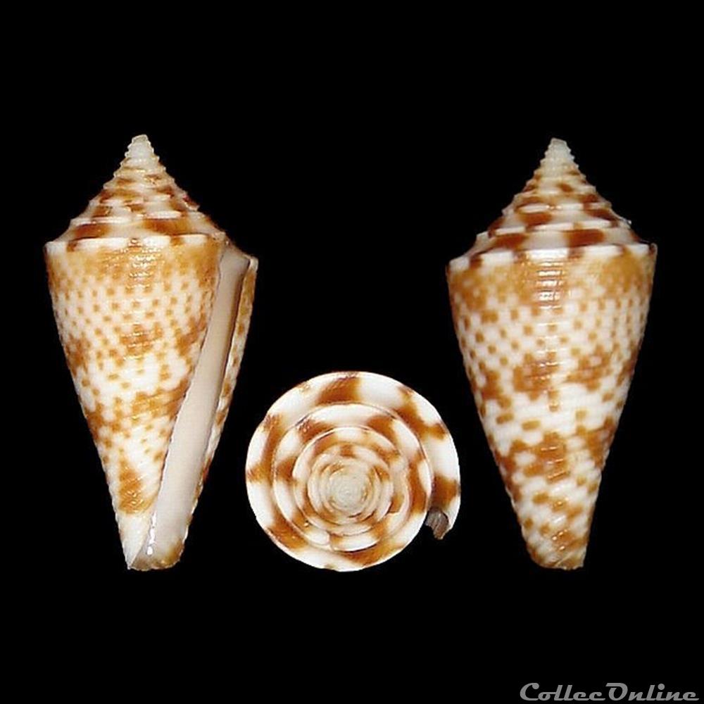 Conasprella nereis (Petuch, 1979) coquillages fossiles gastropoda conasprella nereis petuch 1979