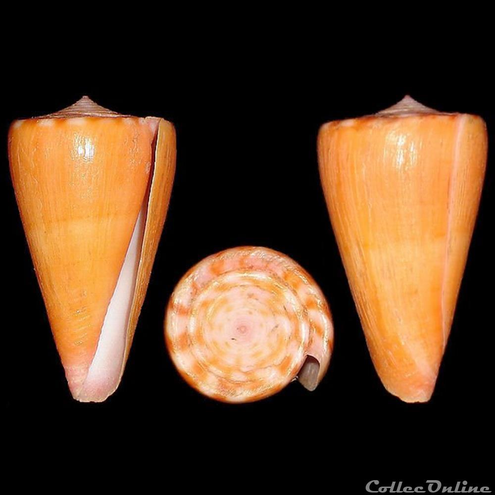 coquillages fossiles gastropoda dauciconus dauciconus daucus hwass in bruguiere 1792