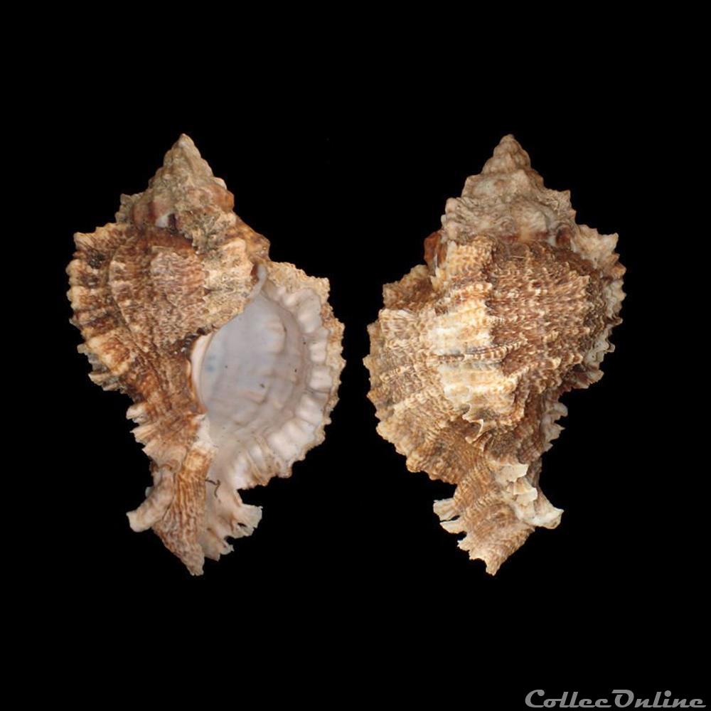 Muricidae - Phyllonotus pomum (Gmelin, 1791) coquillages fossiles gastropoda muricidae phyllonotus pomum gmelin 1791