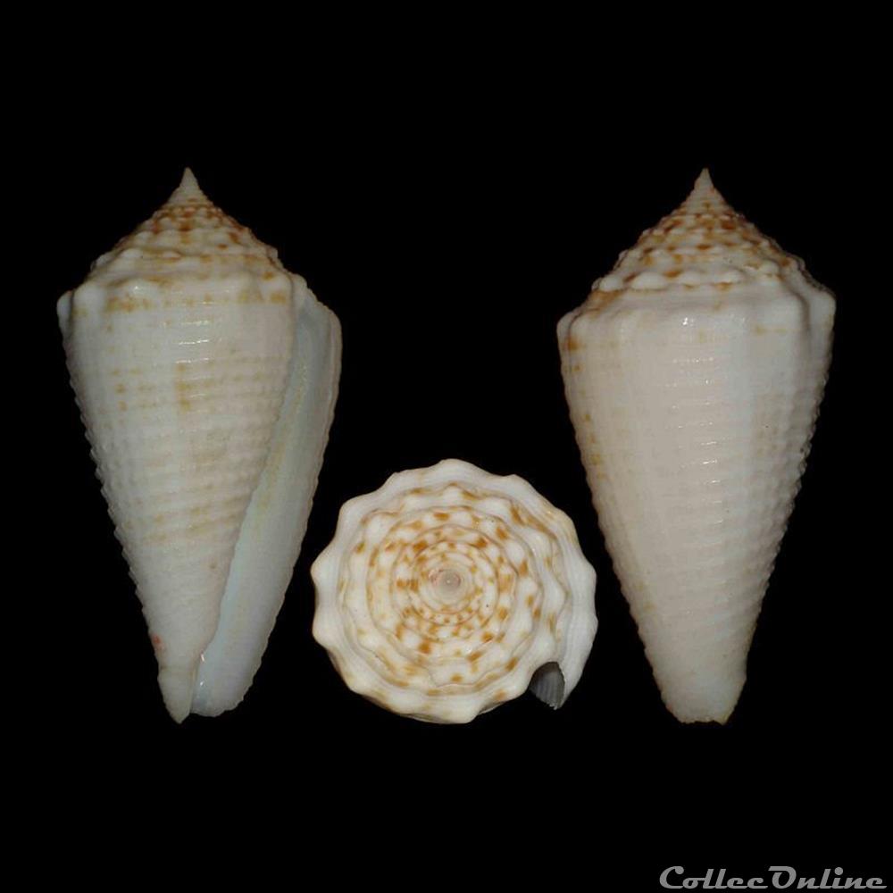 coquillages fossiles gastropoda asprella samiae da motta 1982