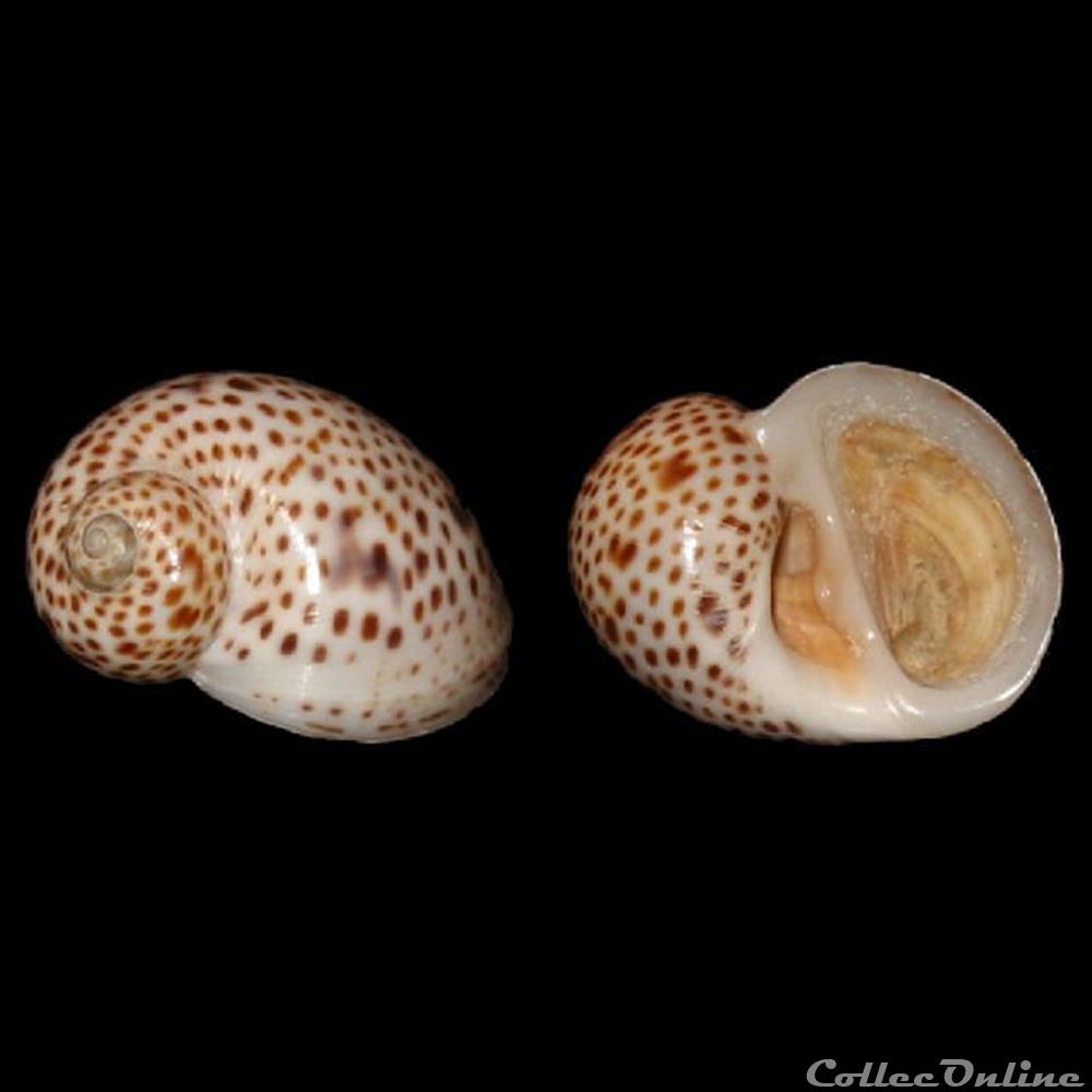 Naticidae - Natica multipunctata (Blainville, 1825) coquillages fossiles gastropoda naticidae natica multipunctata blainville 1825