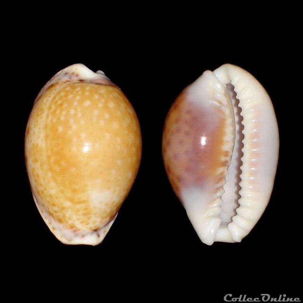 Cypraeidae - Naria acicularis (Gmelin, 1791) coquillages fossiles gastropoda cypraeidae naria acicularis gmelin 1791