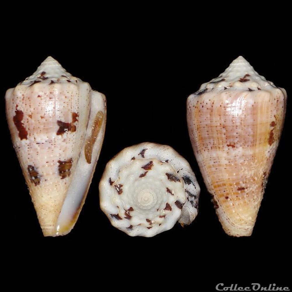 Conidae - Stephanoconus regius (Gmelin, 1791) coquillages fossiles gastropoda conidae stephanoconus regius gmelin 1791