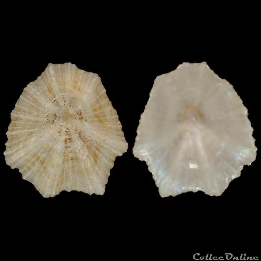 coquillage fossile gastropodum patellidae patella caerulea linne 1758