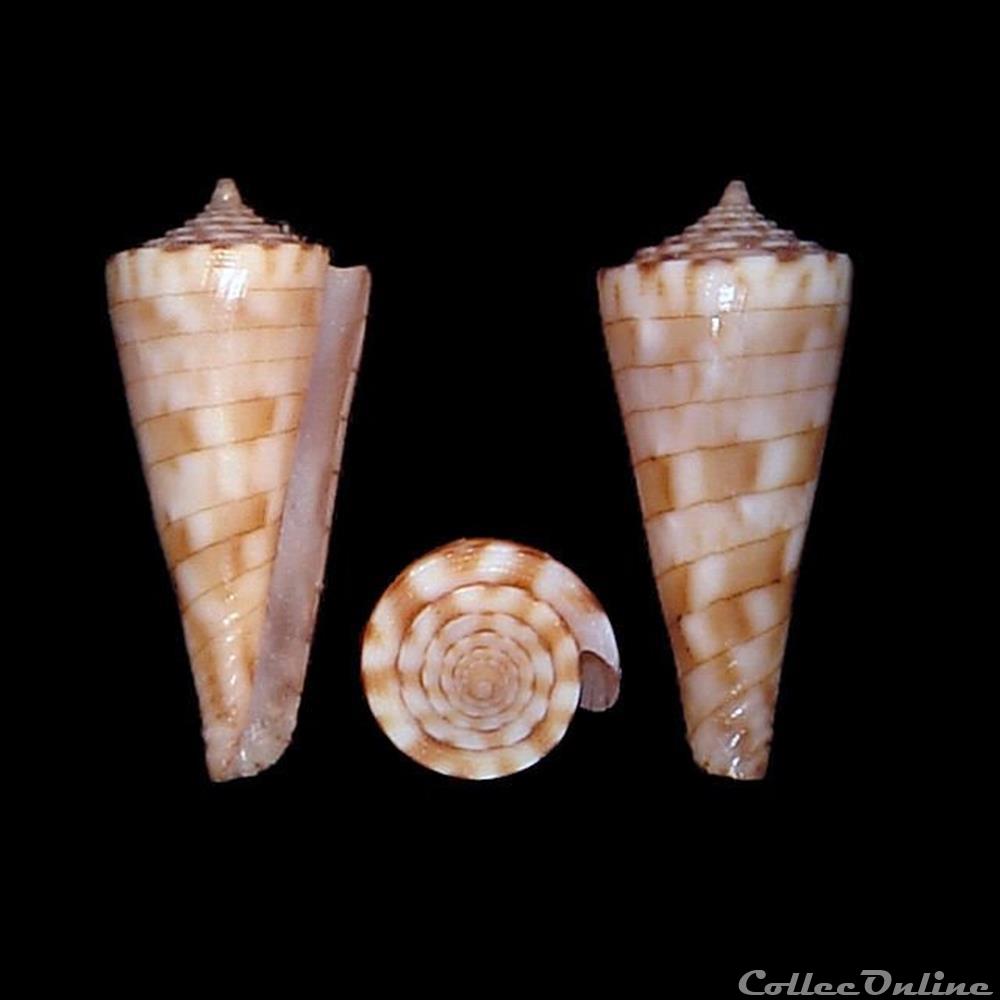coquillages fossiles gastropoda conasprella kimioi habe 1965