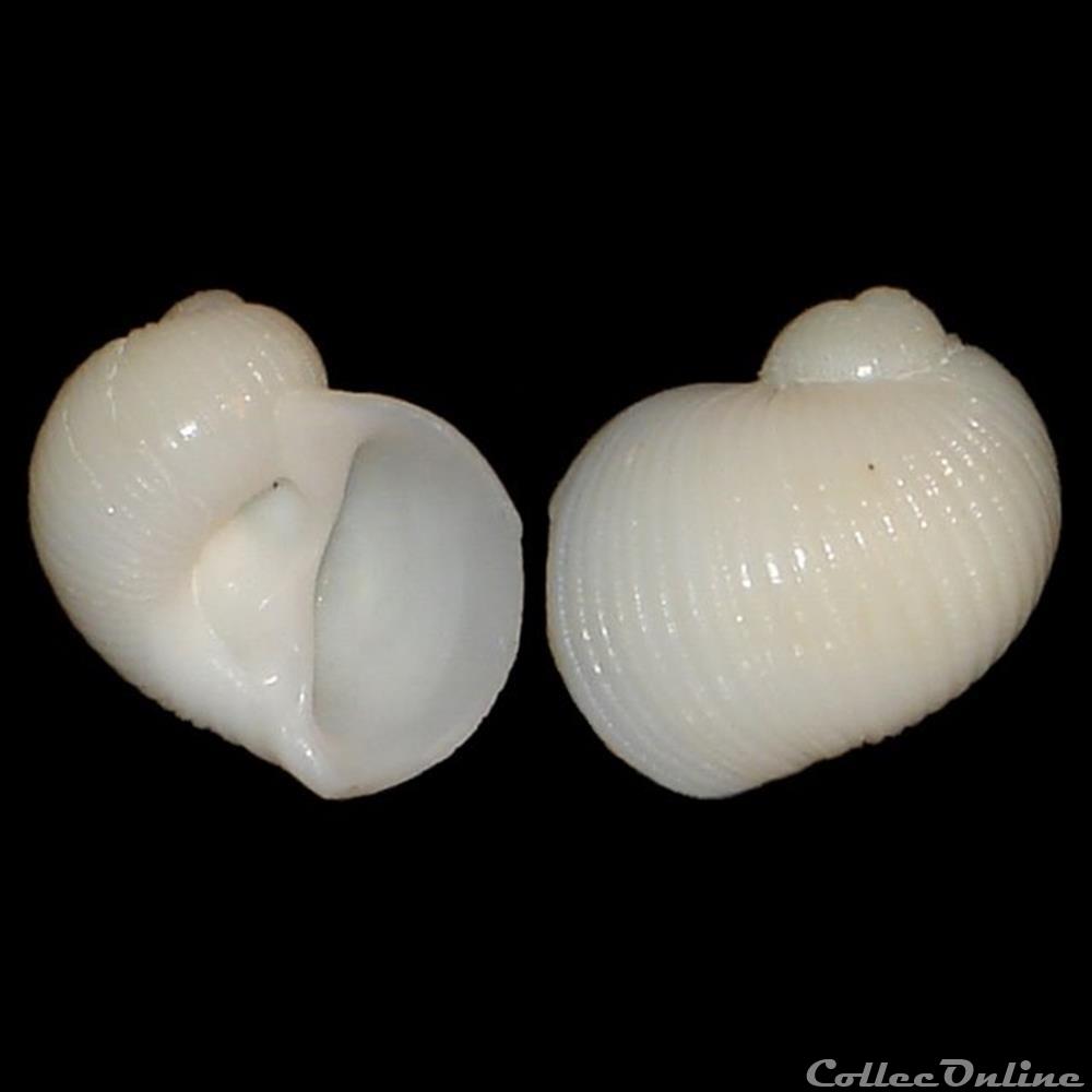 Naticidae - Stigmaulax sulcatus (Born, 1778) coquillages fossiles gastropoda naticidae stigmaulax sulcatus born 1778