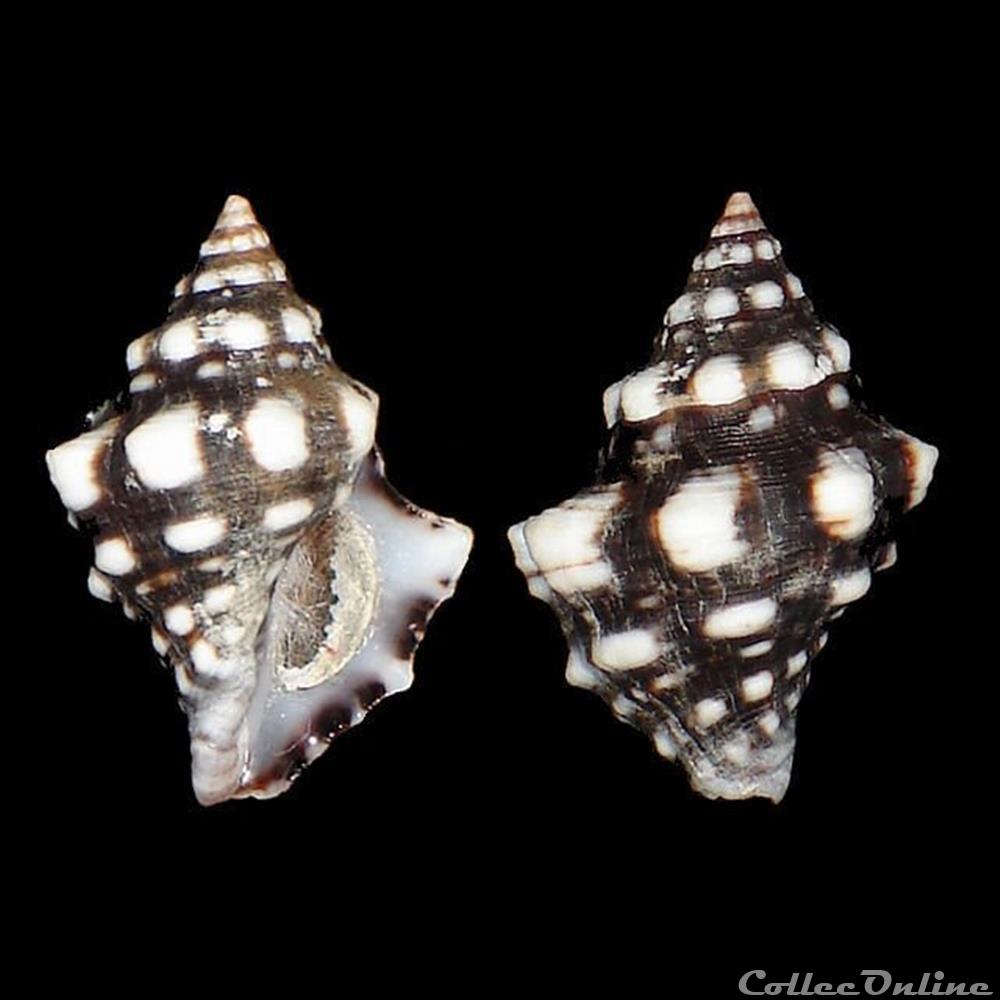 Fasciolariidae - Leucozonia ocellata (Gmelin, 1791) coquillages fossiles gastropoda fasciolariidae leucozonia ocellata gmelin 1791