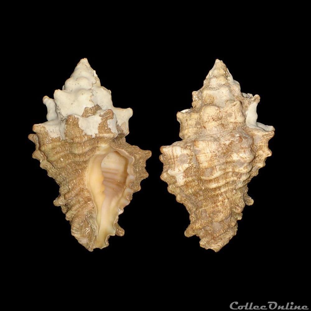 Turbinellidae - Vasum capitellum (Linné, 1758) coquillages fossiles gastropoda turbinellidae vasum capitellum linne 1758