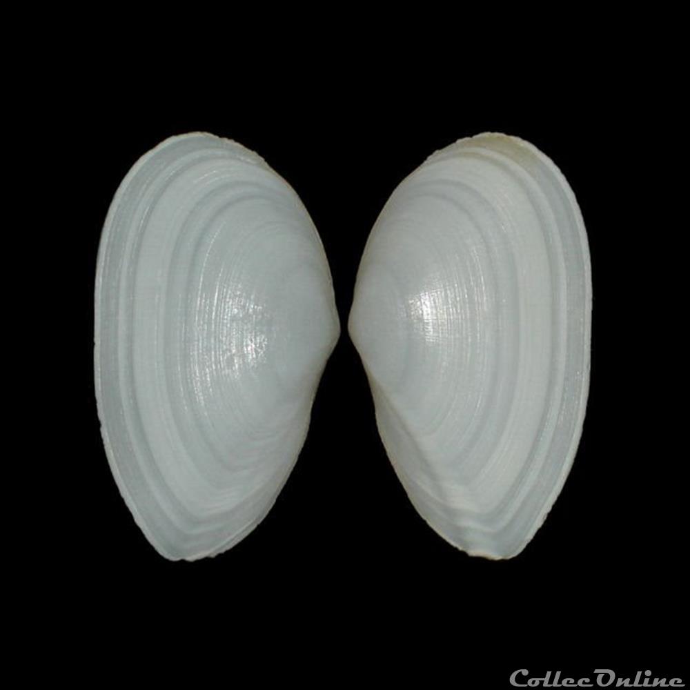coquillages fossiles bivalvia tellinidae peronaea strigosa gmelin 1791