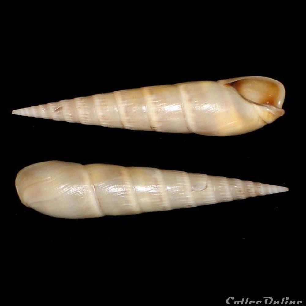 Terebridae - Impages cinerea (Born, 1778) coquillages fossiles gastropoda terebridae impages cinerea born 1778