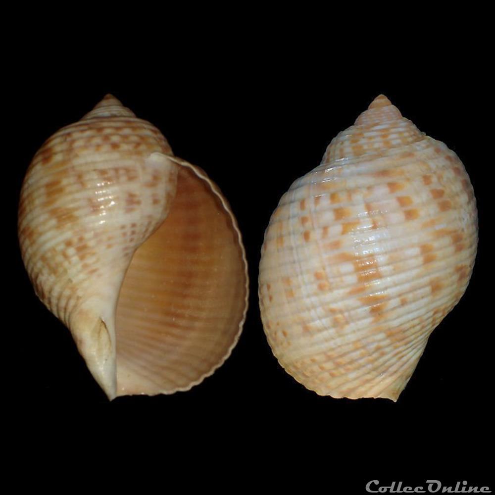 coquillages fossiles gastropoda tonnidae tonna pennata morch 1853
