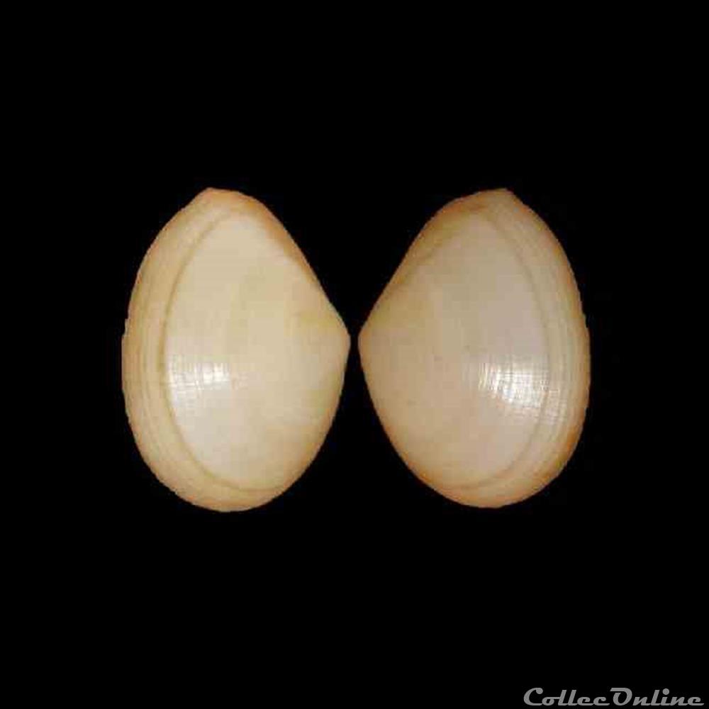 coquillages fossiles bivalvia tellinidae laciolina laevigata linne 1758