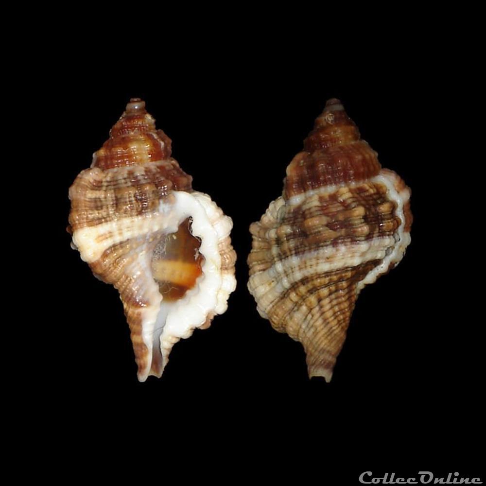 coquillages fossiles gastropoda cymatiidae gutturnium muricinum roding 1798