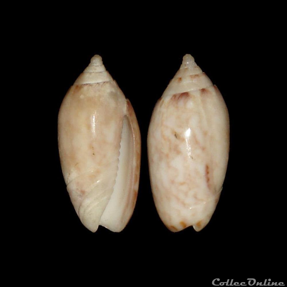 coquillages fossiles gastropoda olividae americoliva reticularis lamarck 1811