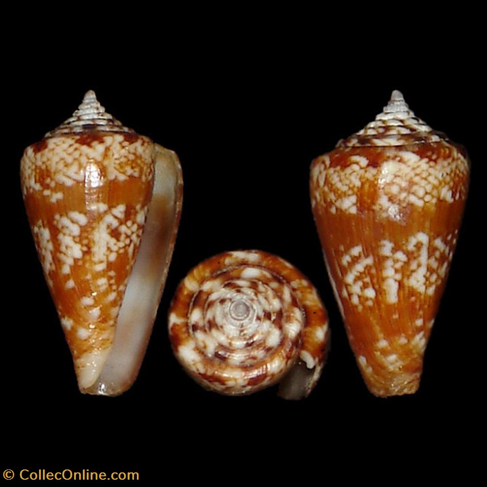 Conidae - Lautoconus (Africonus) saragasae (Rolán, 1986) coquillages fossiles gastropoda conidae lautoconus africonus saragasae rolan 1986