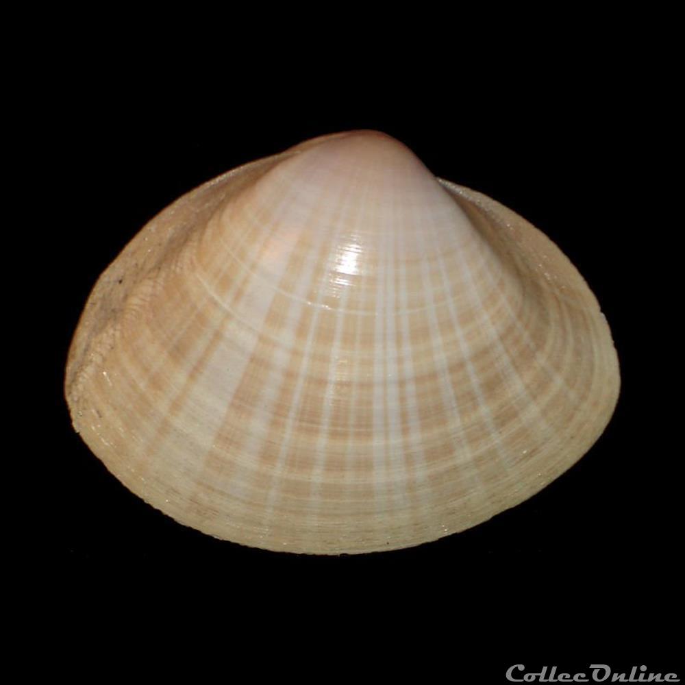 coquillages fossiles bivalvia mactridae mactra stultorum linne 1758