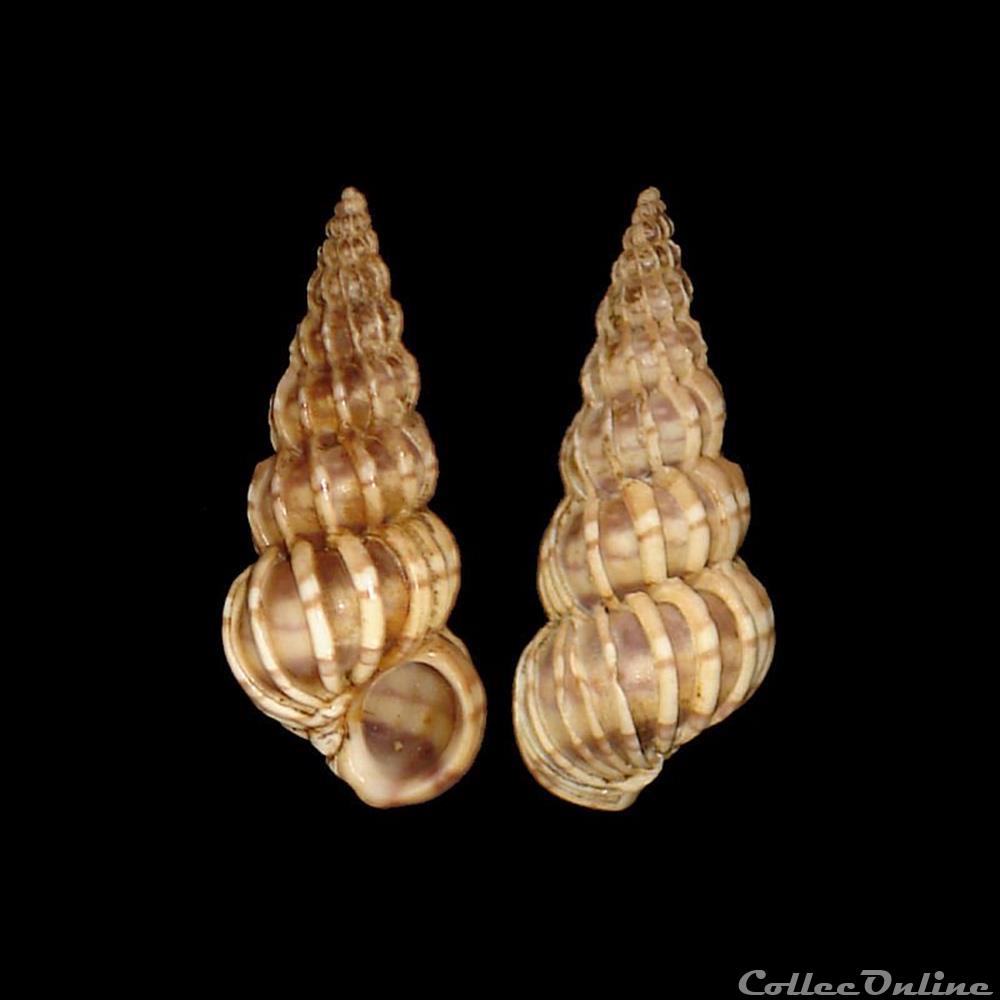 Epitoniidae - Epitonium clathrus (Linné, 1758) coquillages fossiles gastropoda epitoniidae epitonium clathrus linne 1758
