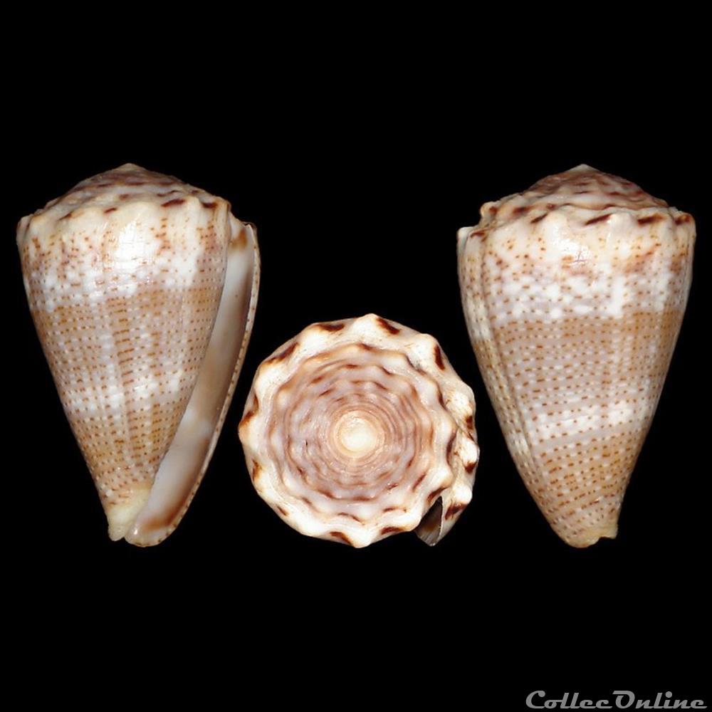 Virroconus encaustus (Kiener, 1845) coquillages fossiles gastropoda virroconus encaustus kiener 1845