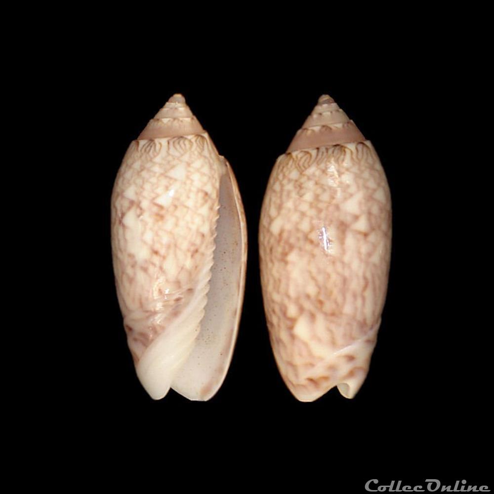 Olividae - Americoliva reticularis (Lamarck, 1811) coquillages fossiles gastropoda olividae americoliva reticularis lamarck 1811