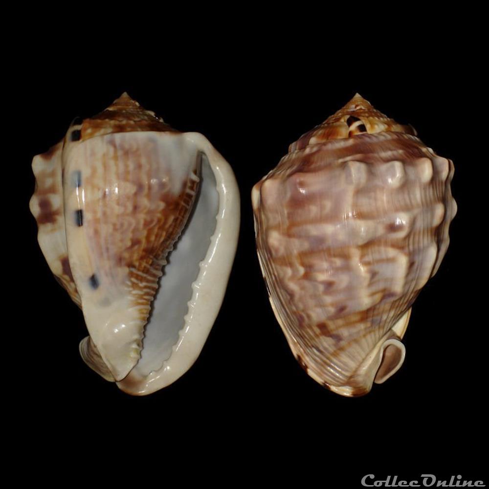 Cassidae - Cassis flammea (Linné, 1758) coquillages fossiles gastropoda cassidae cassis flammea linne 1758