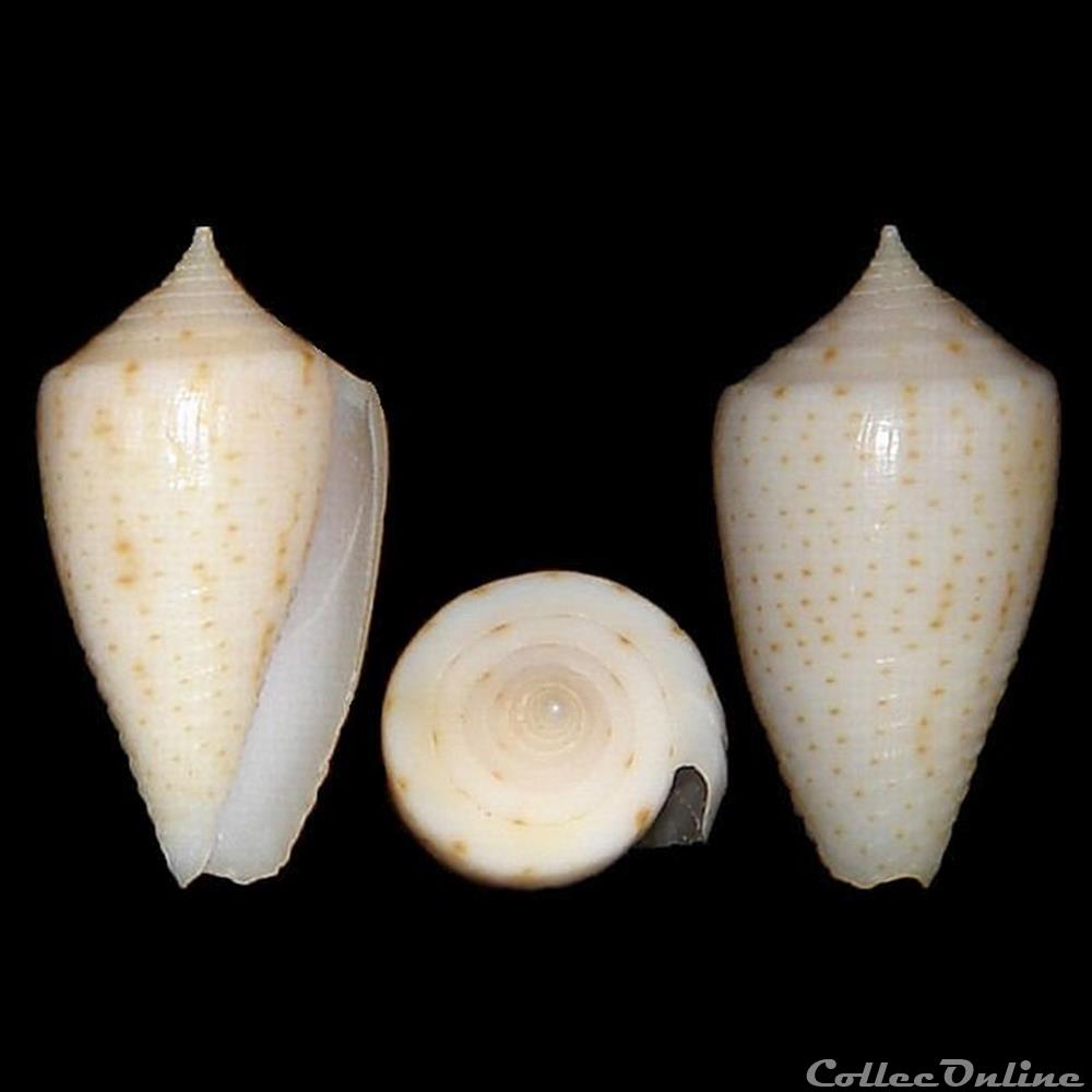 Conidae - Ximeniconus (Perplexiconus) puncticulatus columba (Hwass in Bruguière 1792) coquillages fossiles gastropoda conidae ximeniconus perplexiconus puncticulatus columba hwass in bruguiere 1792