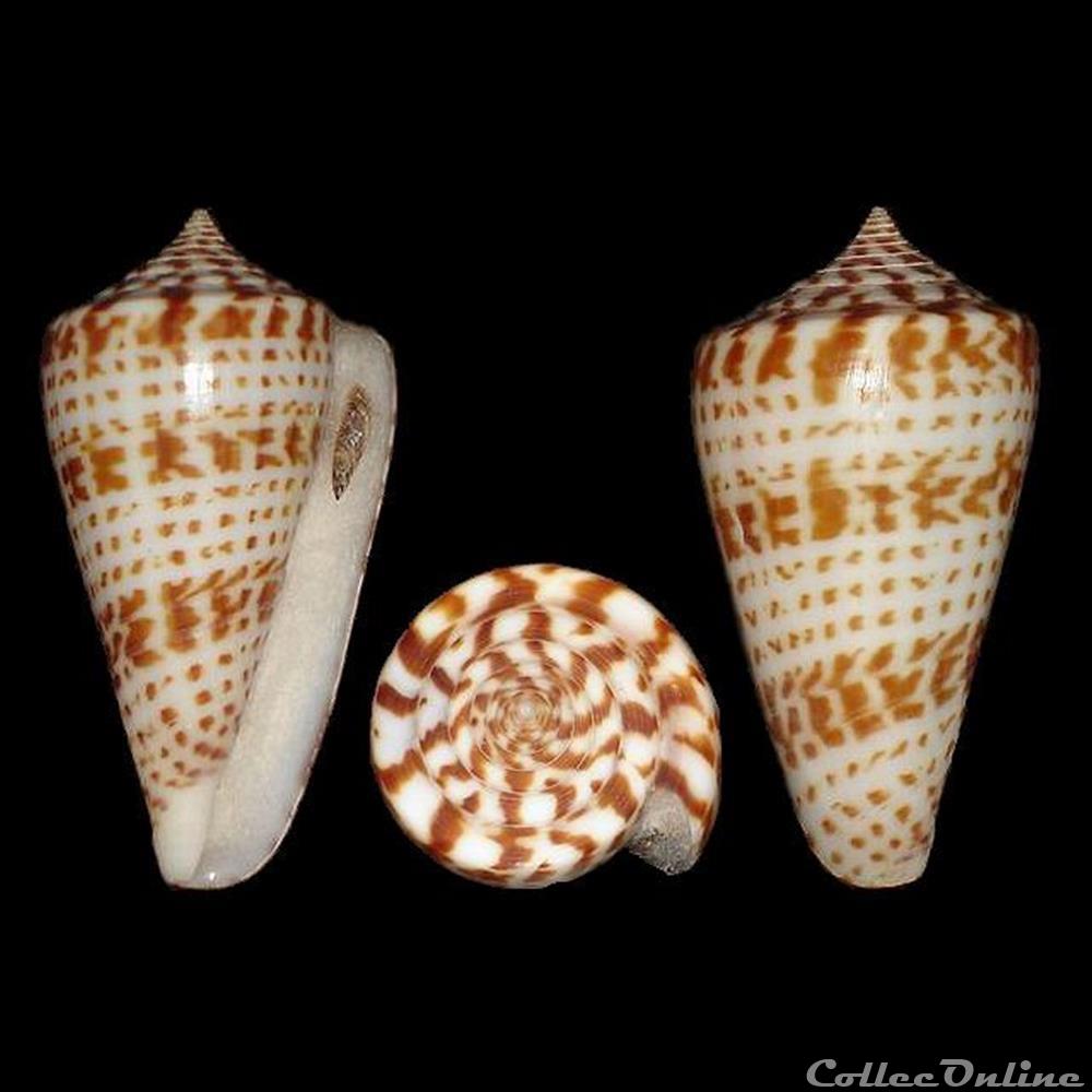 Phasmoconus (Phasmoconus) inscriptus (Reeve, 1843) coquillages fossiles gastropoda phasmoconus phasmoconus inscriptus reeve 1843