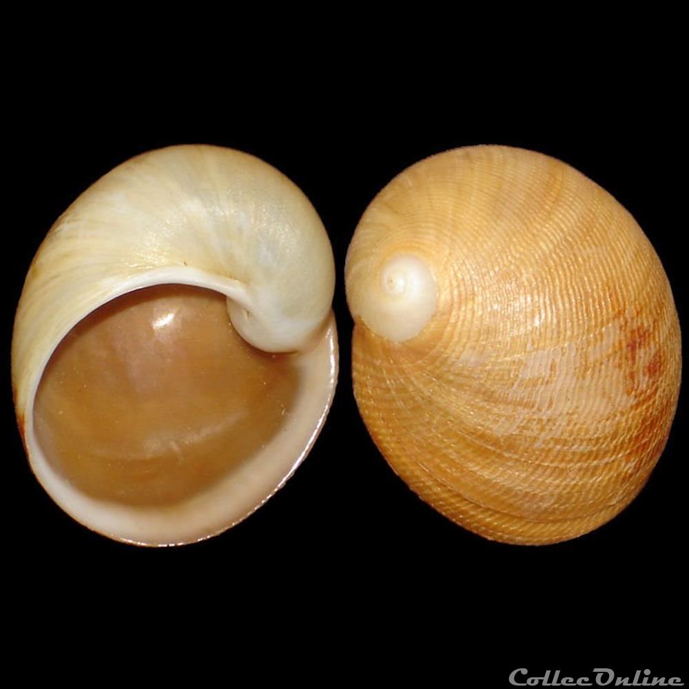Naticidae - Sinum concavum (Lamarck, 1822) coquillages fossiles gastropoda naticidae sinum concavum lamarck 1822