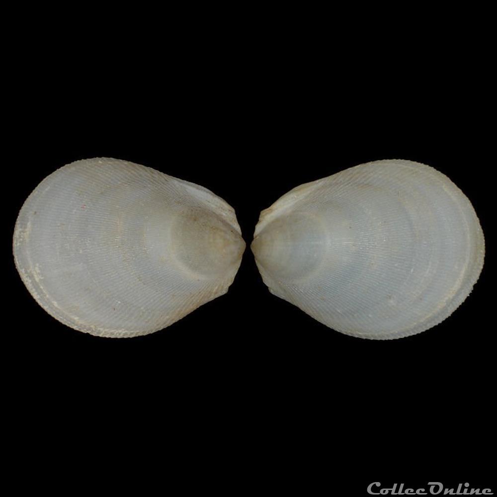 coquillages fossiles bivalvia limidae ctenoides mitis lamarck 1807