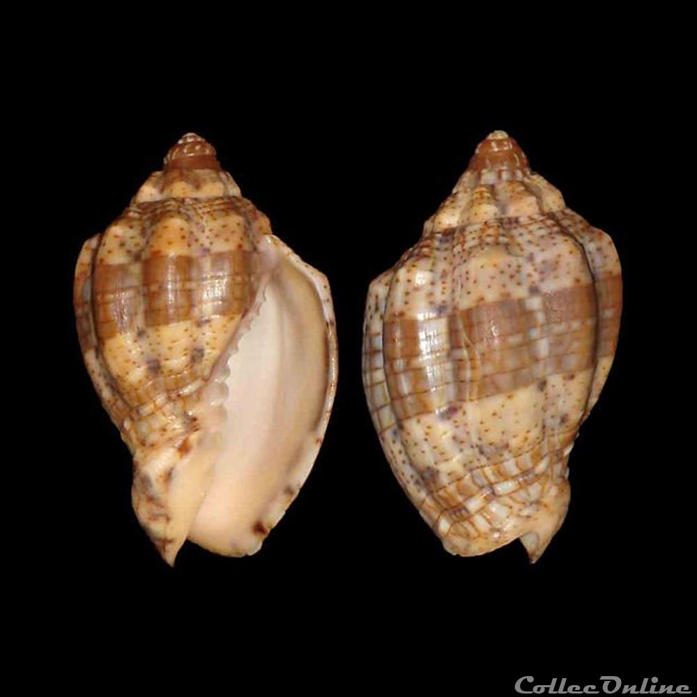 coquillages fossiles gastropoda volutidae voluta musica linne 1758
