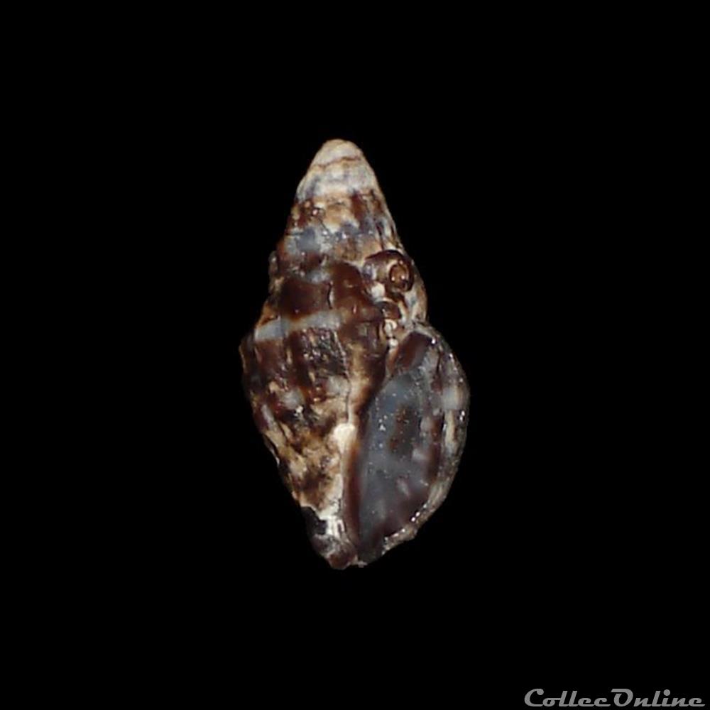 Muricidae - Claremontiella nodulosa (Adams, 1845) coquillages fossiles gastropoda muricidae claremontiella nodulosa adams 1845