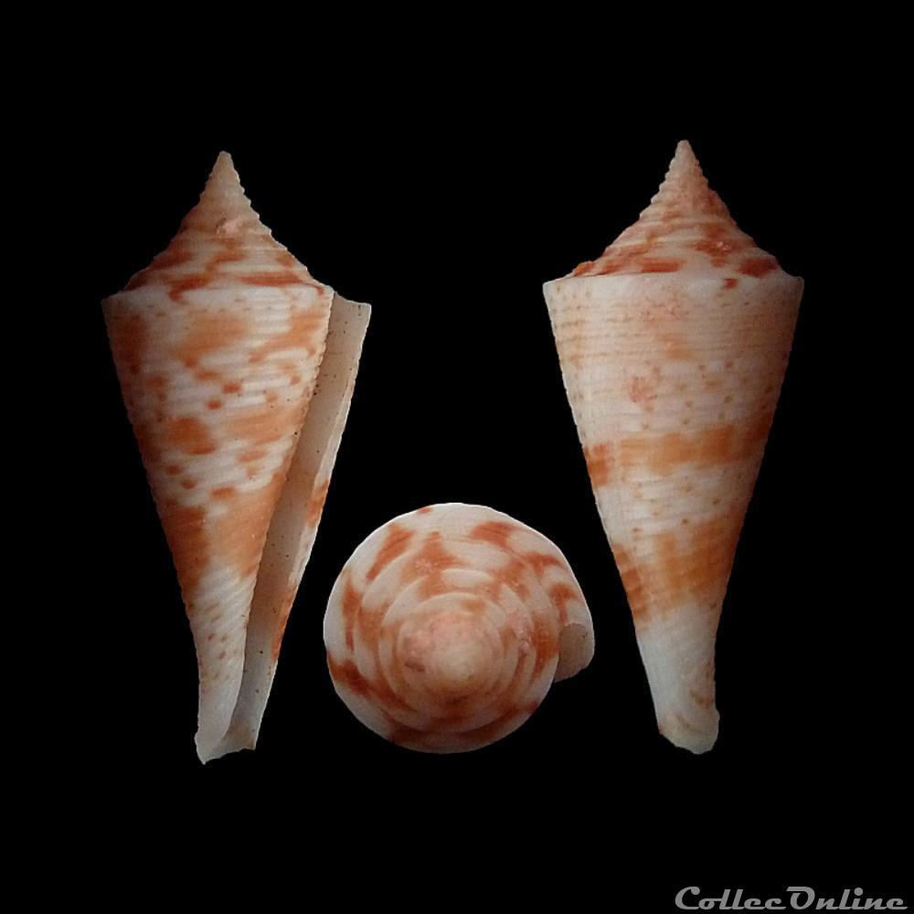 Fusiconus (Bathyconus) saecularis (Melvill, 1898) coquillages fossiles gastropoda fusiconus bathyconus saecularis melvill 1898