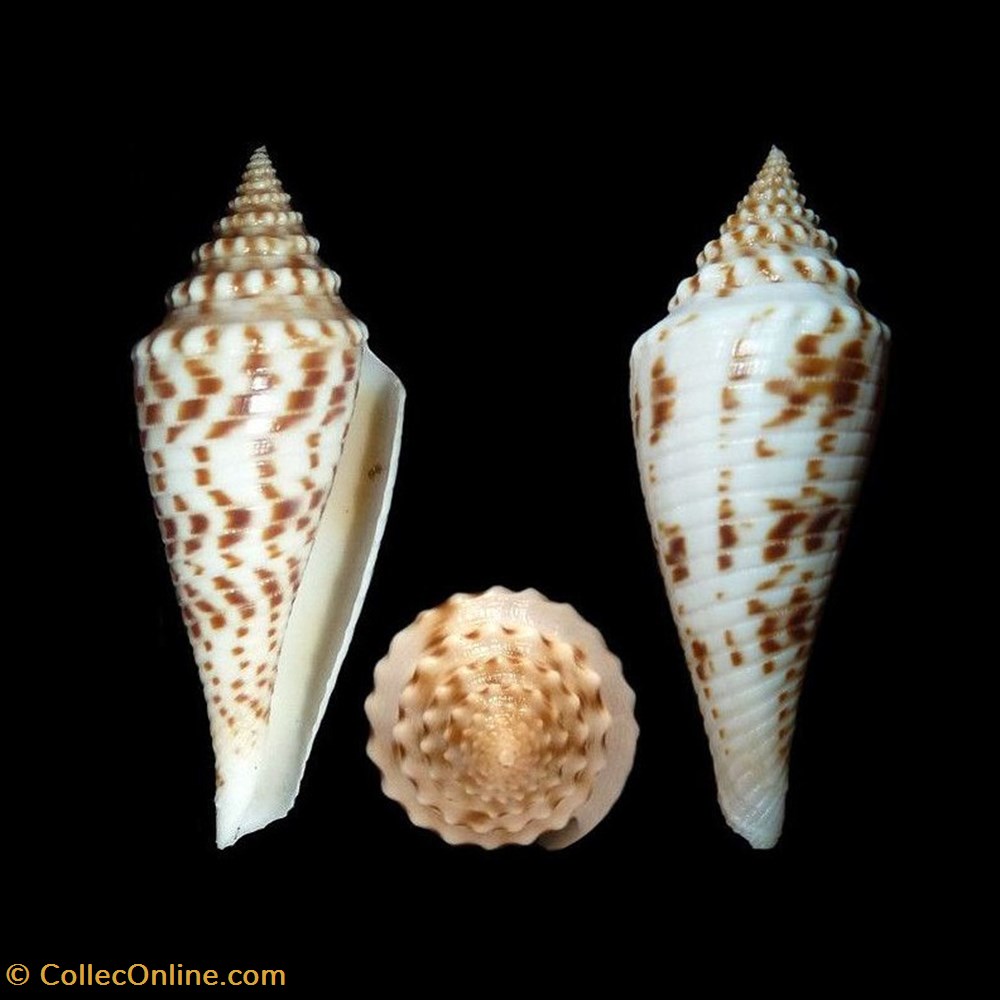 coquillages fossiles gastropoda fusiconus bathyconus eloskimenos kilburn 1975
