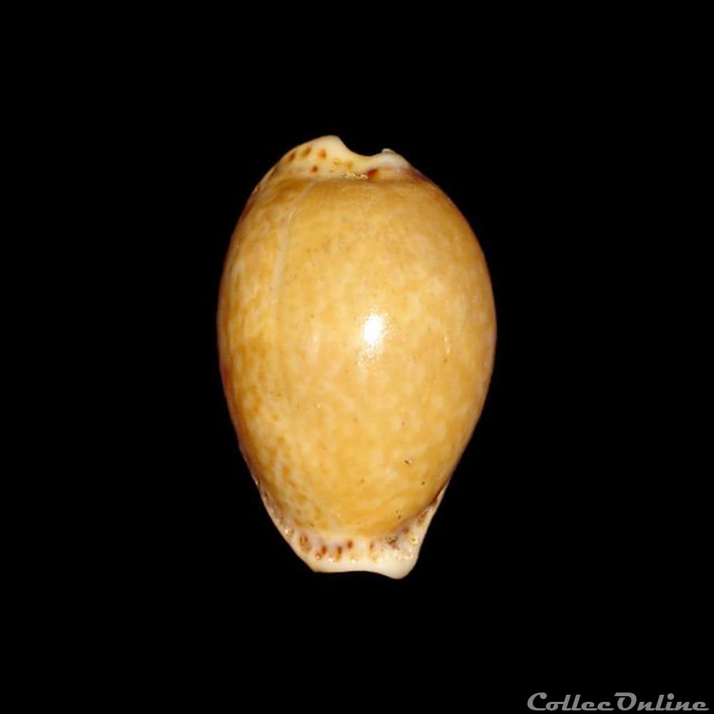 Cypraeidae - Naria acicularis (Gmelin, 1791) coquillages fossiles gastropoda cypraeidae naria acicularis gmelin 1791
