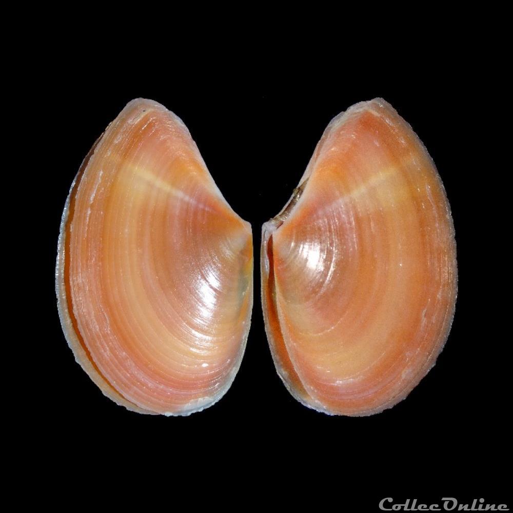 Tellinidae - Bosemprella incarnata (Linné, 1758) coquillages fossiles bivalvia tellinidae bosemprella incarnata linne 1758