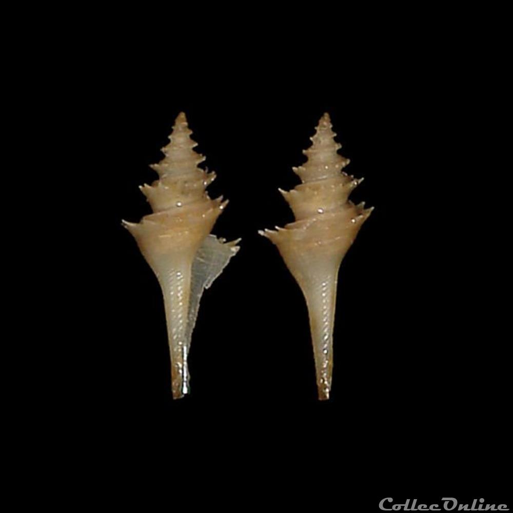 Cochlespiridae - Cochlespira radiata (Dall, 1899) coquillages fossiles gastropoda cochlespiridae cochlespira radiata dall 1899