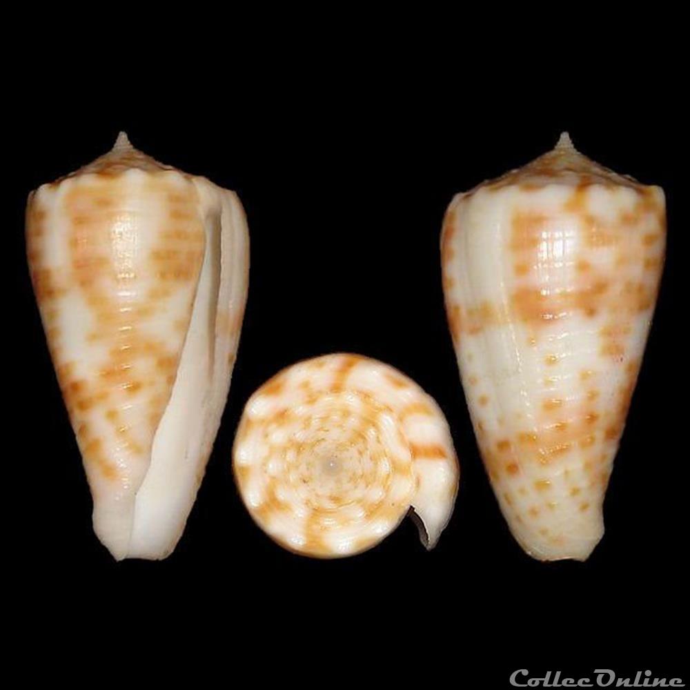 Fulgiconus (Fulgiconus) alexandrei (Limpalaër & Monnier, 2012) coquillages fossiles gastropoda fulgiconus fulgiconus alexandrei limpalaer monnier 2012