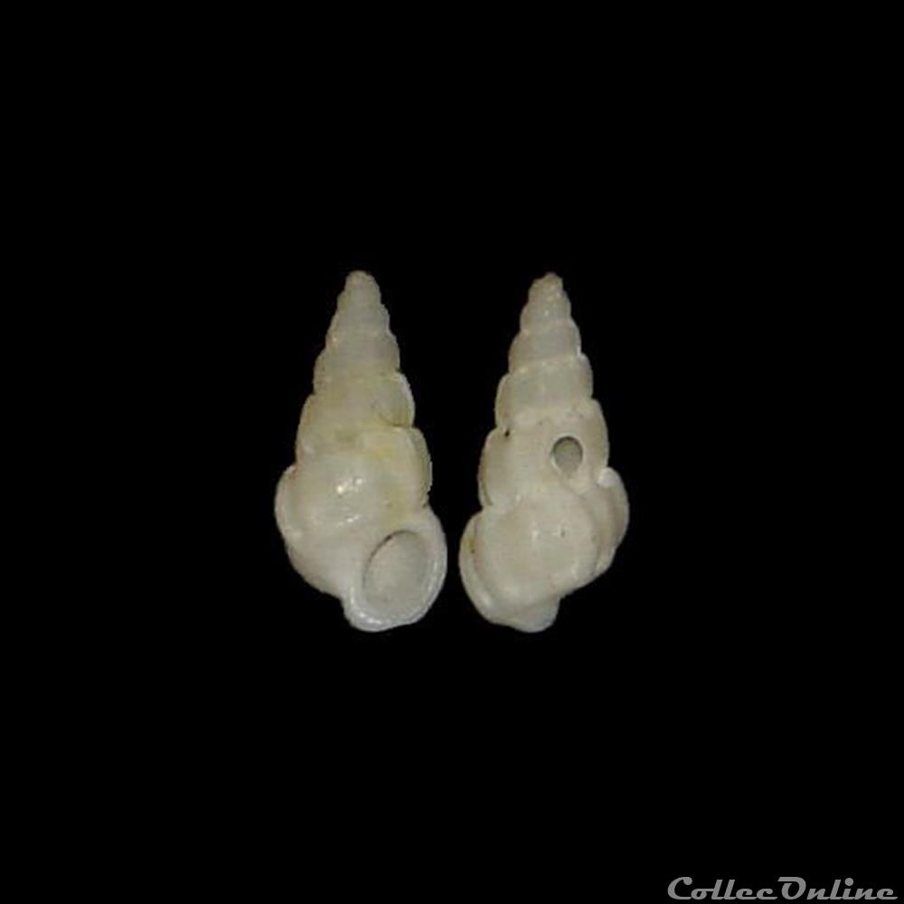 Epitoniidae - Opalia crenata (Linné, 1858) coquillages fossiles gastropoda epitoniidae opalia crenata linne 1858